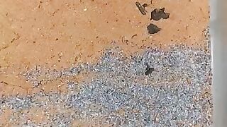 Six_Eyed_Sand_Spider_vs_Black_Desert_Scorpion