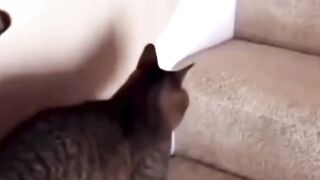 DRUNKEN CAT!!!