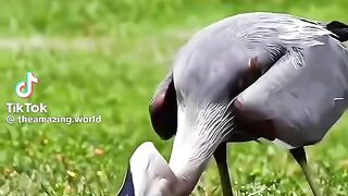 Les oiseaux 4