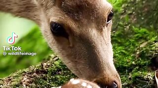 Les animaux 4