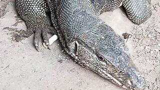 Mancing ikan dapat biyawak