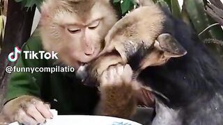 singe
