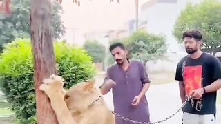 Funny video full entertainment
