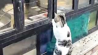 قط جيعان