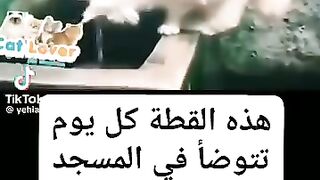 سبحان الله قطة تتوضأ يوميا في المسجد
