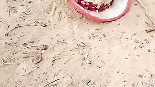 القرد والديك