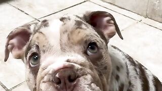 First vet appointment