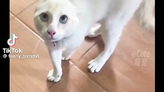 Very funny video 57