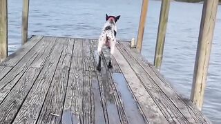 #funnydogs #funnypets #funnyanimals