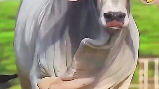 best cow videos
