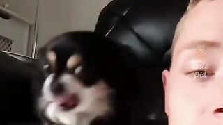 funny cat and dog 3