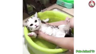 Baby Cat ❤ Cute and Funny Cat Videos Compilation
