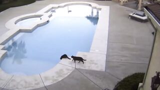 Cats Vs Water ???? Funny Cat Videos Compilation 2