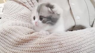 cute kitten videos short leg cat