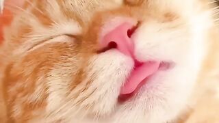 cat sticking out tongue