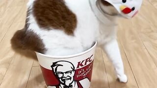 Funny cat 281