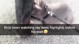 #funnypets 6