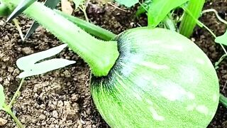 Sort the watermelon