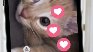 Chat cute
