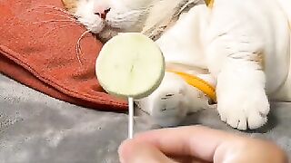 #beautiful_sleeping_cat_hahahaha_animals_