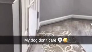 #funnypet