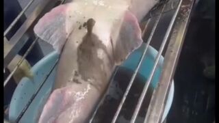 How to collect egg from giant fish!