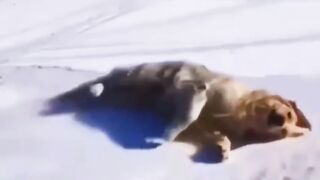 #funnypet 3