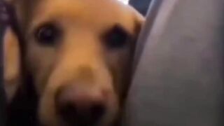 #funnypet 4