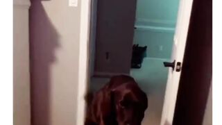 #funnypets 7