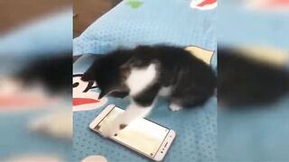 Baby cats cute and funny cat videos compilation