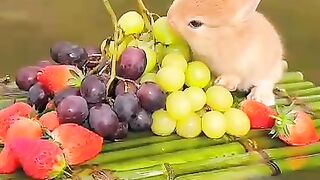 #Beautiful_little_rabbit_eats_fruits_hahaha_animals_