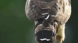 Birds life in the forest ????#febspot #Trending️