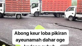 ayam broiler || kata kata lucu 351