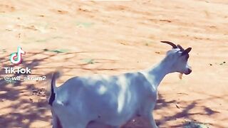Very Funny laught video