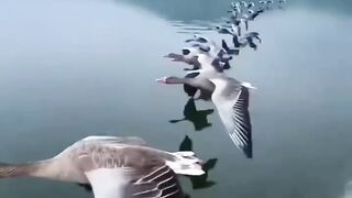 video 637