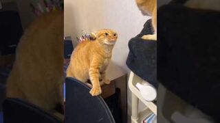 sigma cat ... Israel vs Palestine