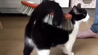 funny cute cats and dogs / viral / funnyvideo / trending / reels