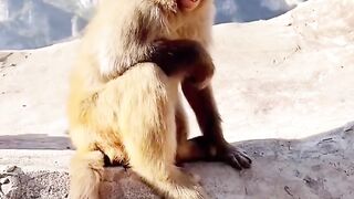 Funny monkey with broken teeth. Plz subscribe.  ????????????