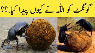 Gongat Ko Allah Na Keun Paida Kiya.?