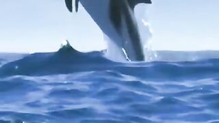 Big dolphin ????#shorts #febspot
