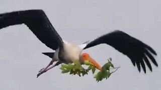 Birds life????#febspot 2