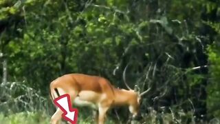 Deer per box ka attack ????#febspot #funny
