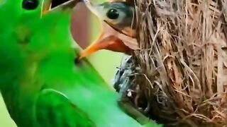 Bird apny chotay bcho ke sath????#febspot #Trending️ #fyp