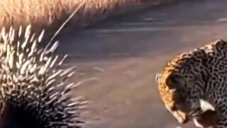 Tiger Fight with mouse ????#febspot #Trending️