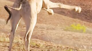 Wildlife Animals fight????#febspot #Trending️