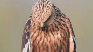 Eagle style ????#febspot #Trending️