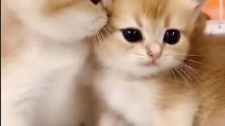 two cute cats