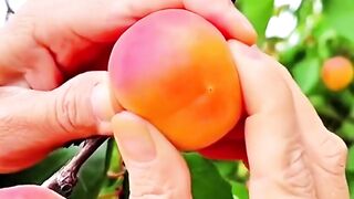 Harvest fruit 9