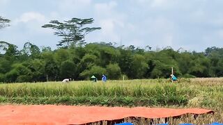Panen sawah di desa