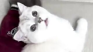 cats decided